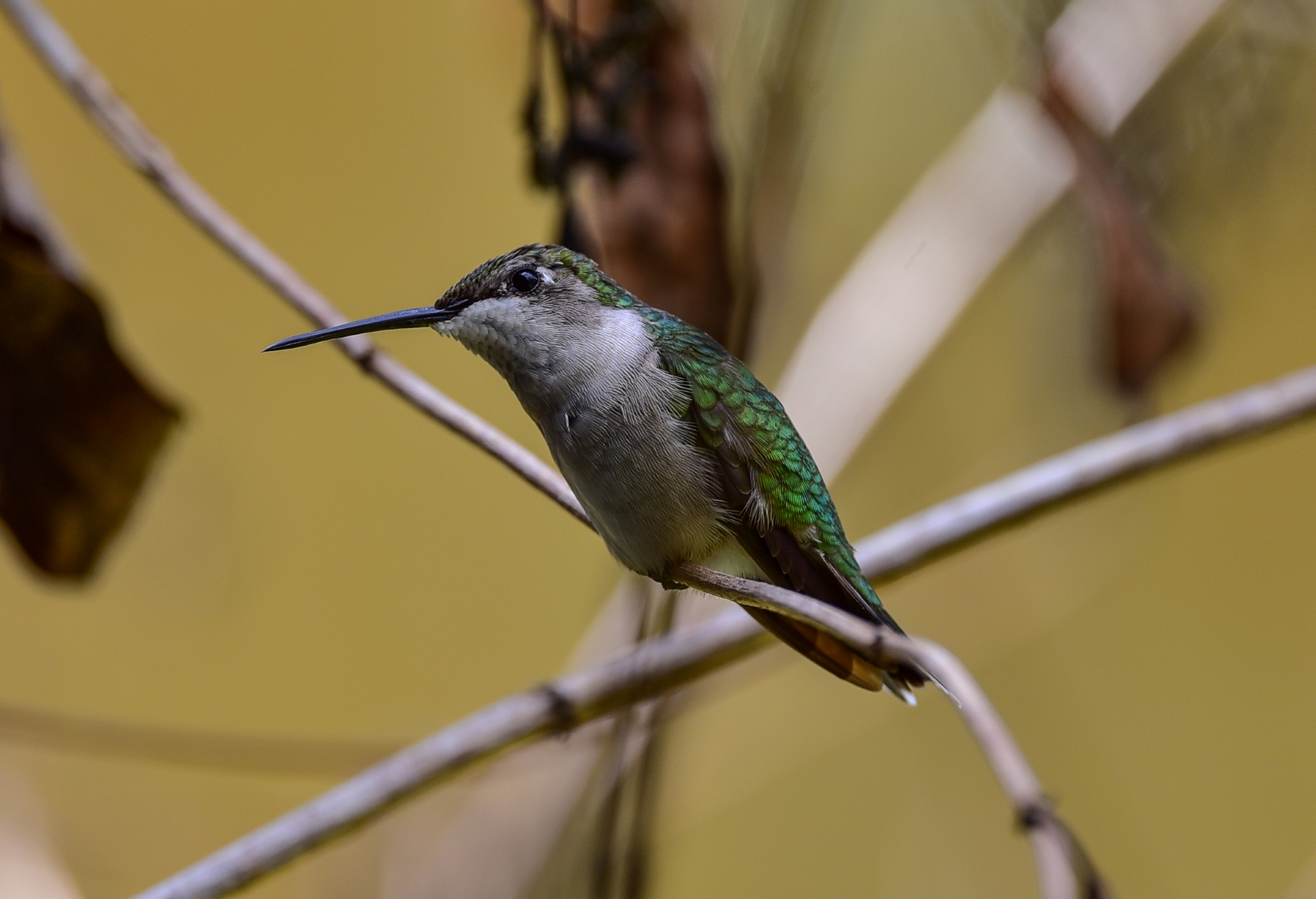 December Hummingbird Newsletter