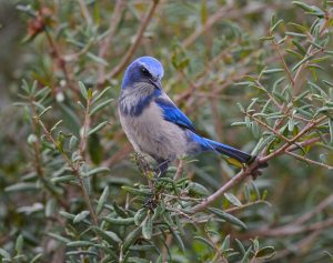 A photo of a blue and grey Florida Scrub-Jay perched on a branch.